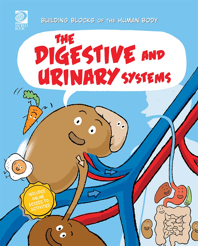 The Digestive and Urinary Systems